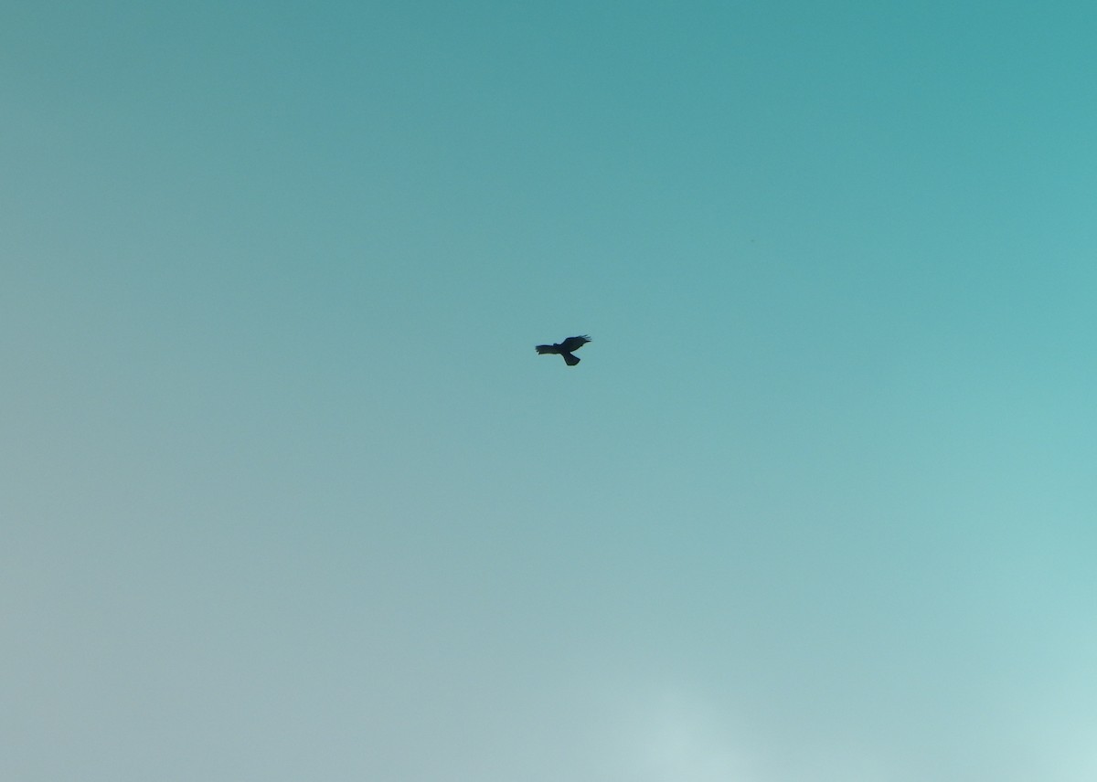 Zone-tailed Hawk - ML642223028