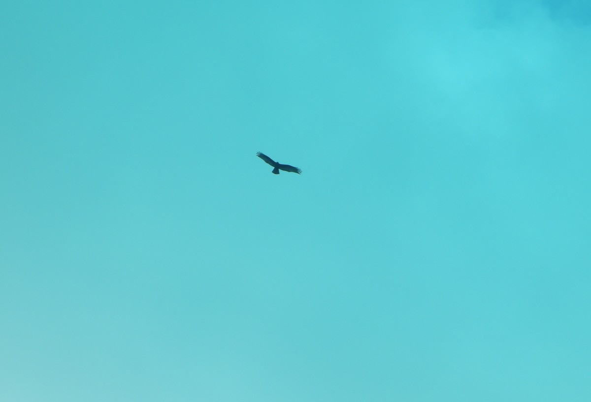Zone-tailed Hawk - ML642223029