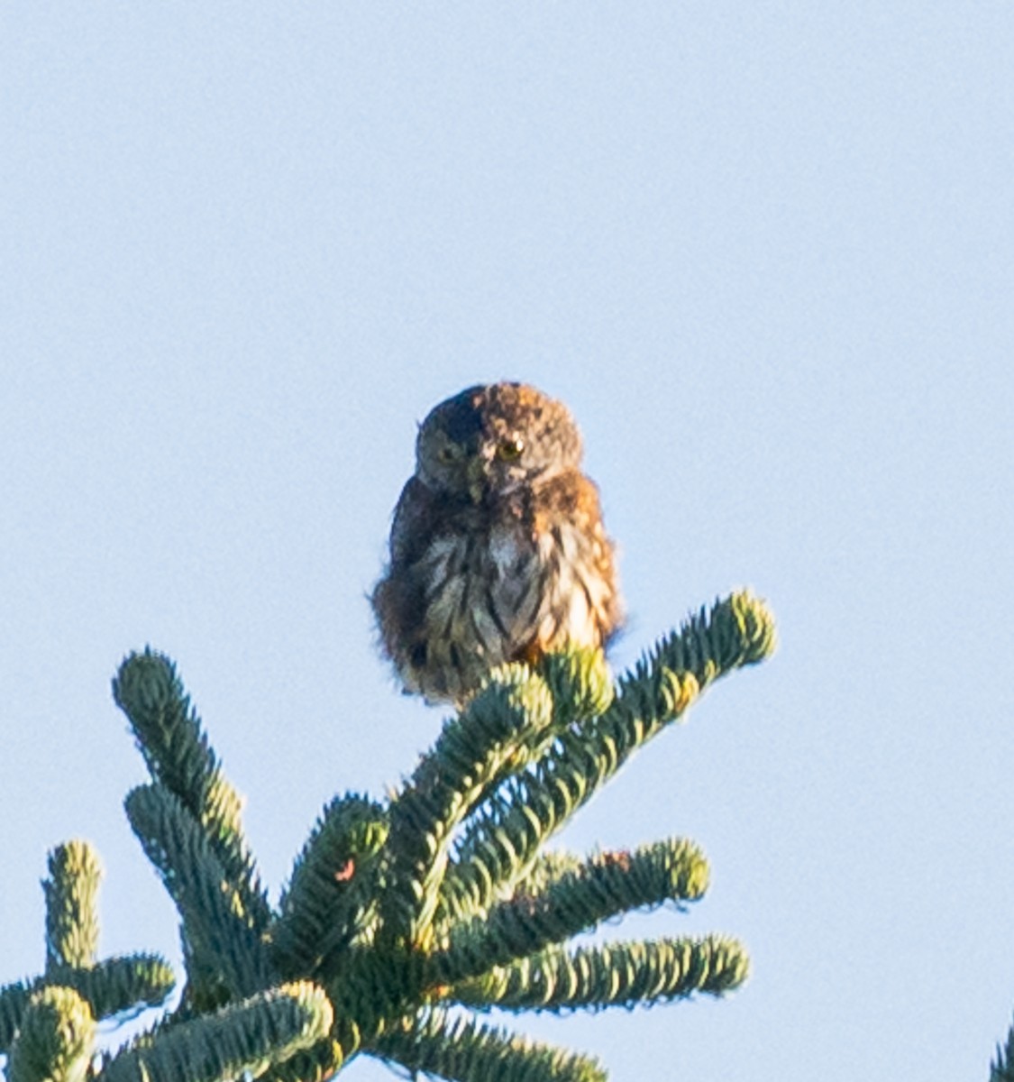 Northern Pygmy-Owl - ML642223030