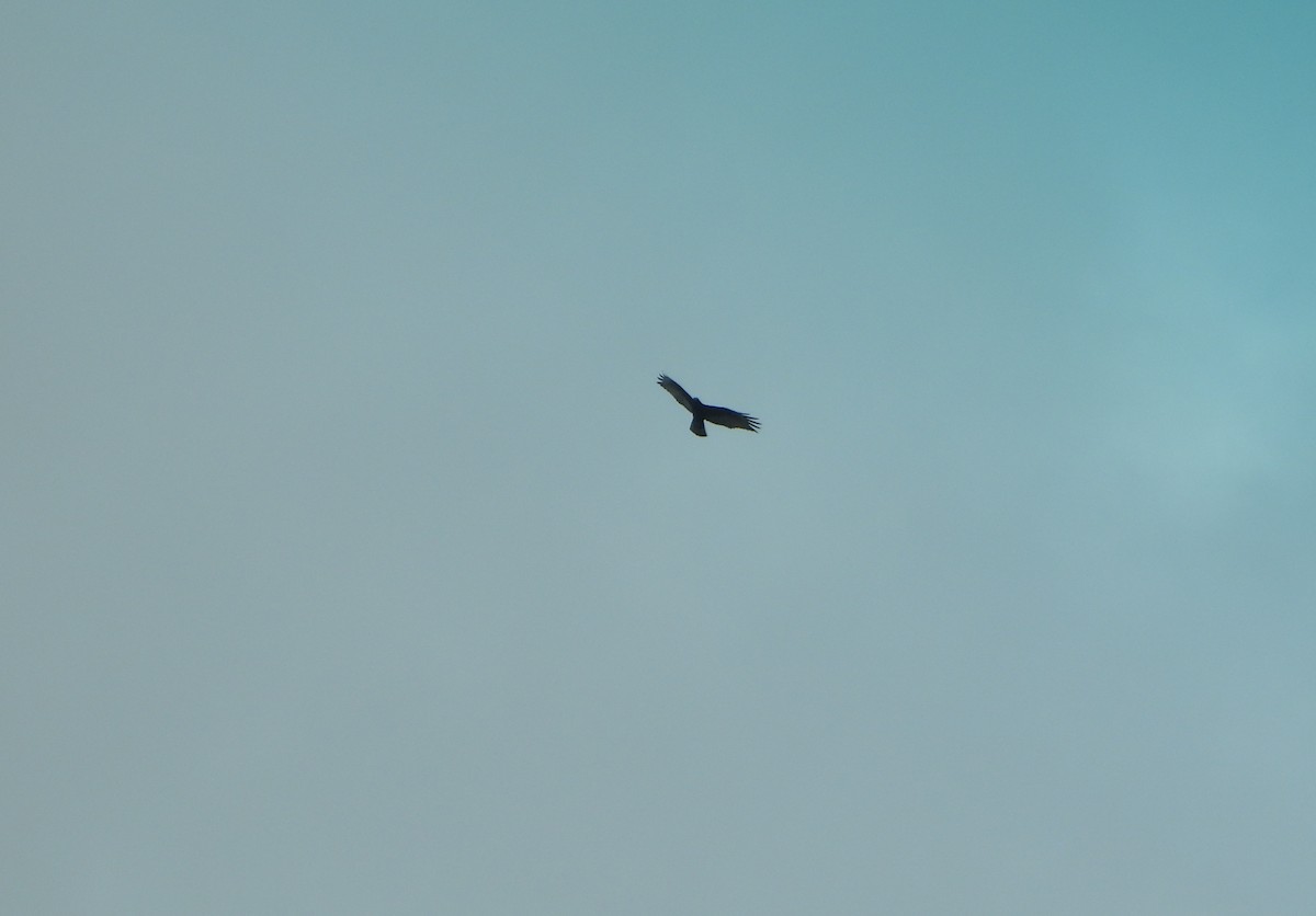 Zone-tailed Hawk - ML642223034