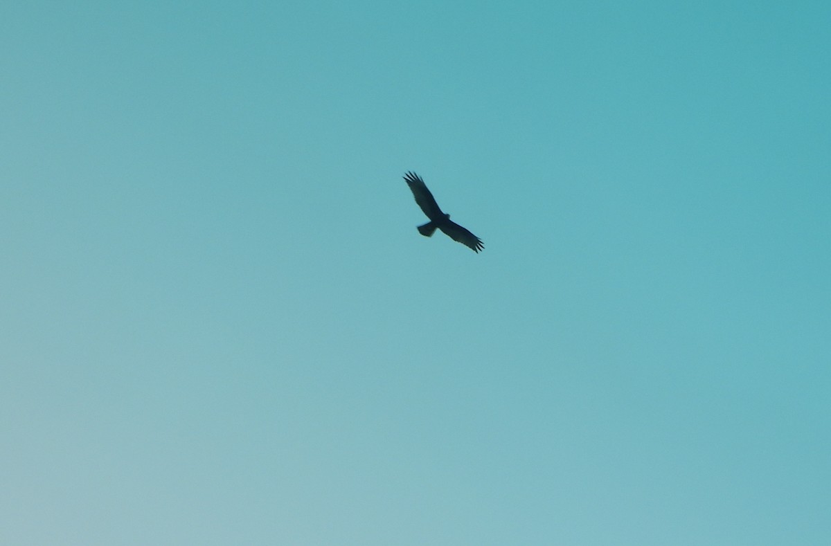 Zone-tailed Hawk - ML642223035