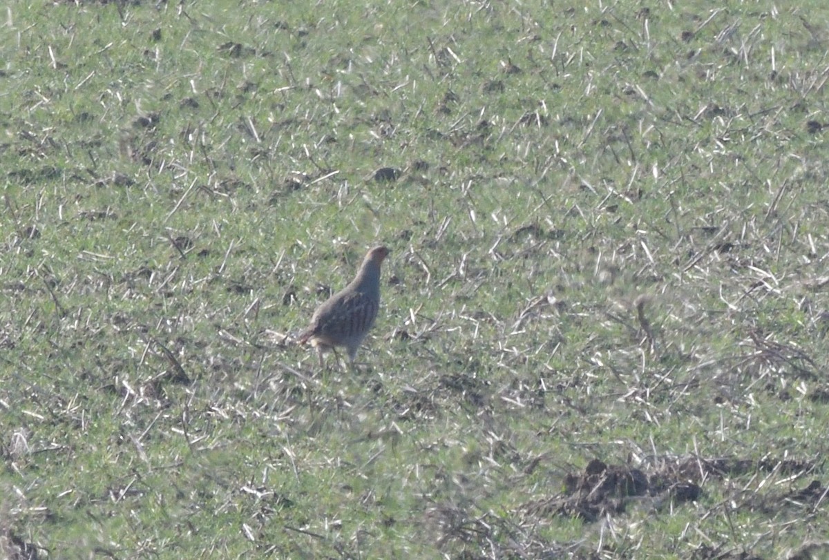Gray Partridge - ML642223038