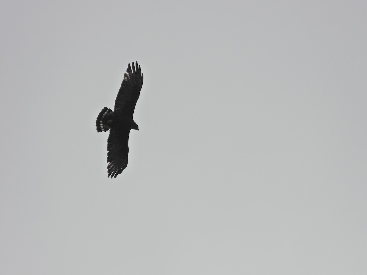 Zone-tailed Hawk - ML642223041