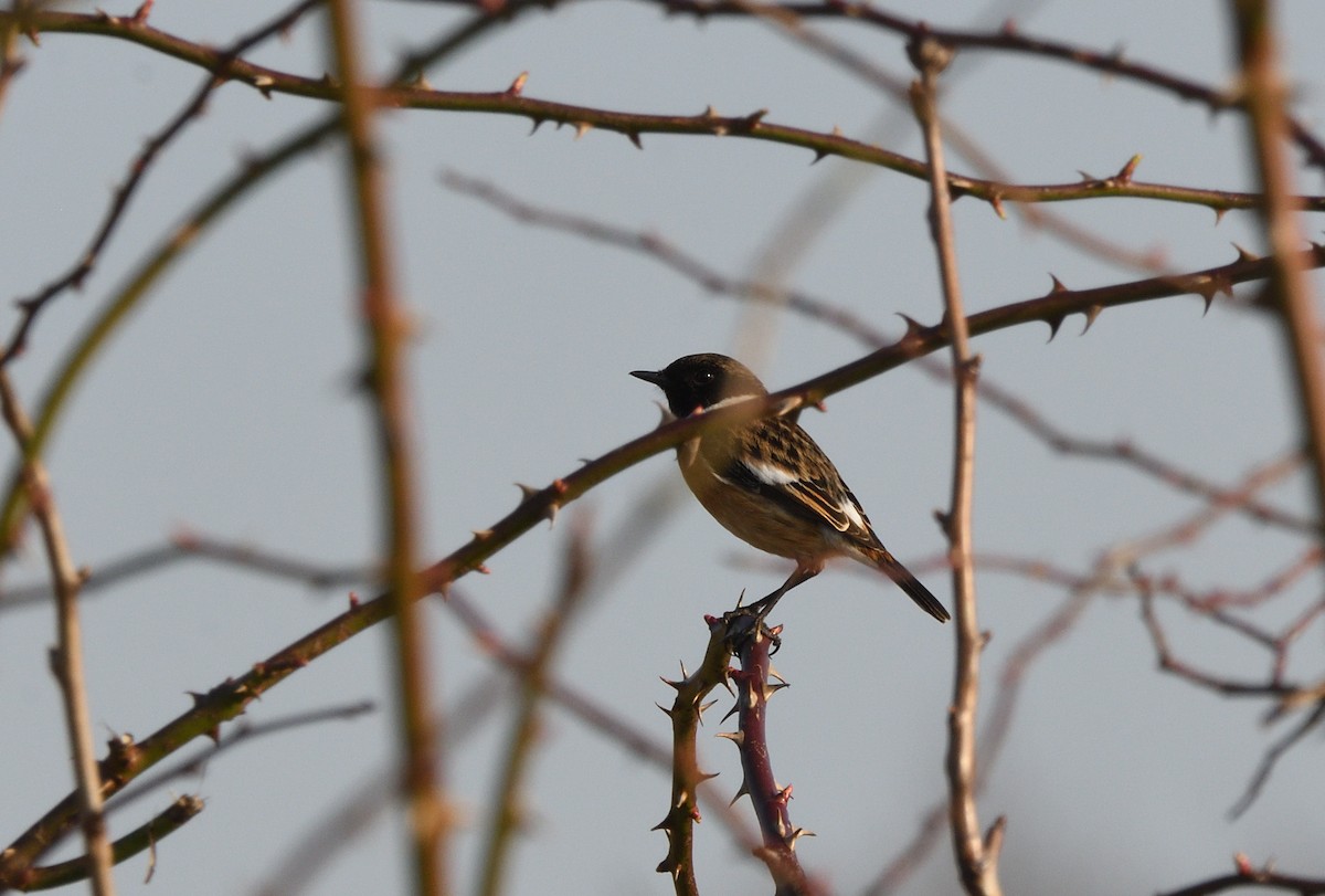 European Stonechat - ML642223050