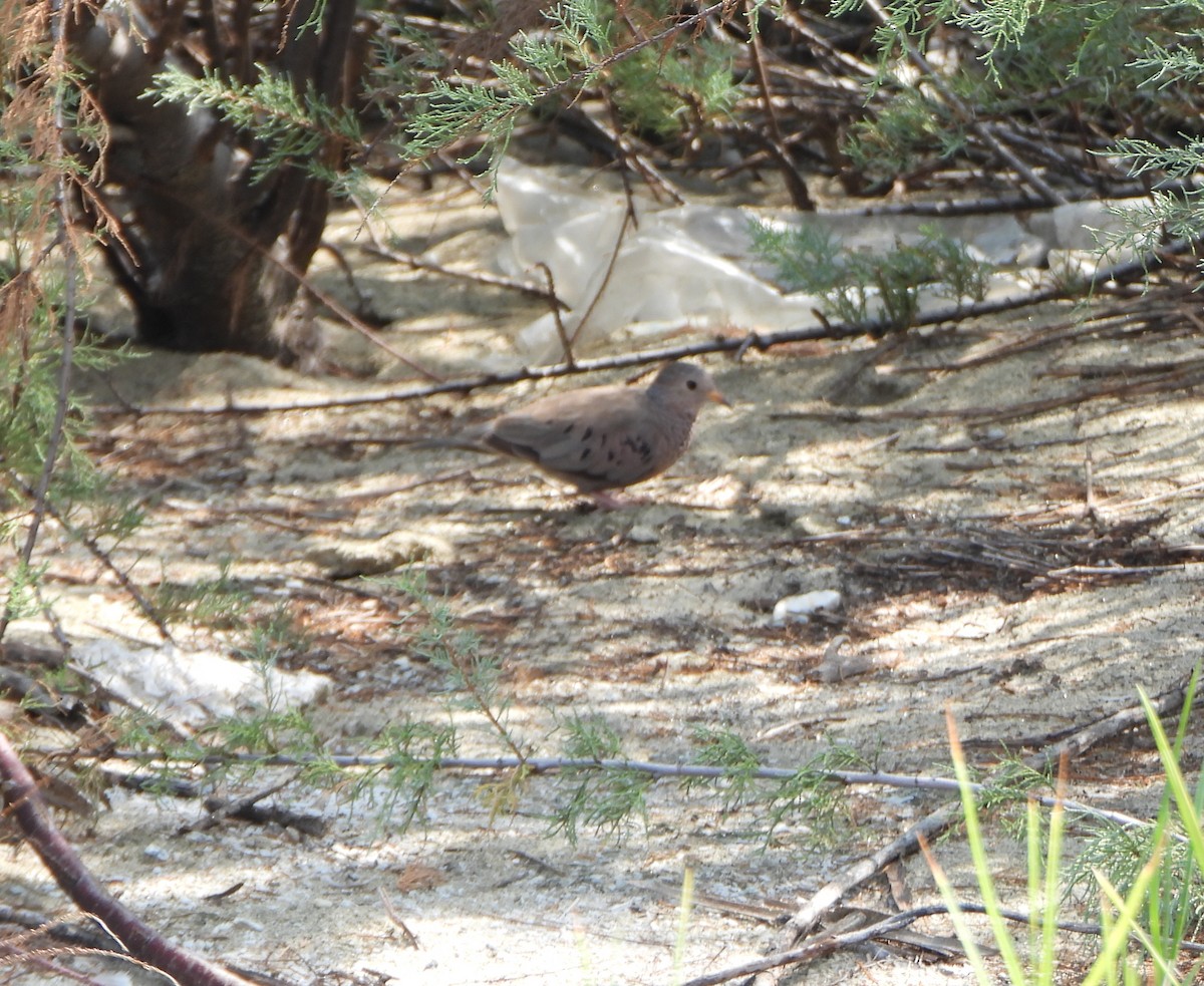 Common Ground Dove - ML642223052