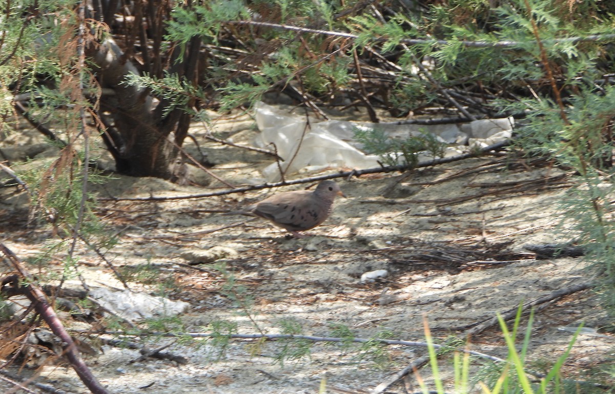 Common Ground Dove - ML642223054