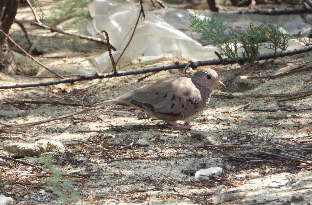 Common Ground Dove - ML642223055