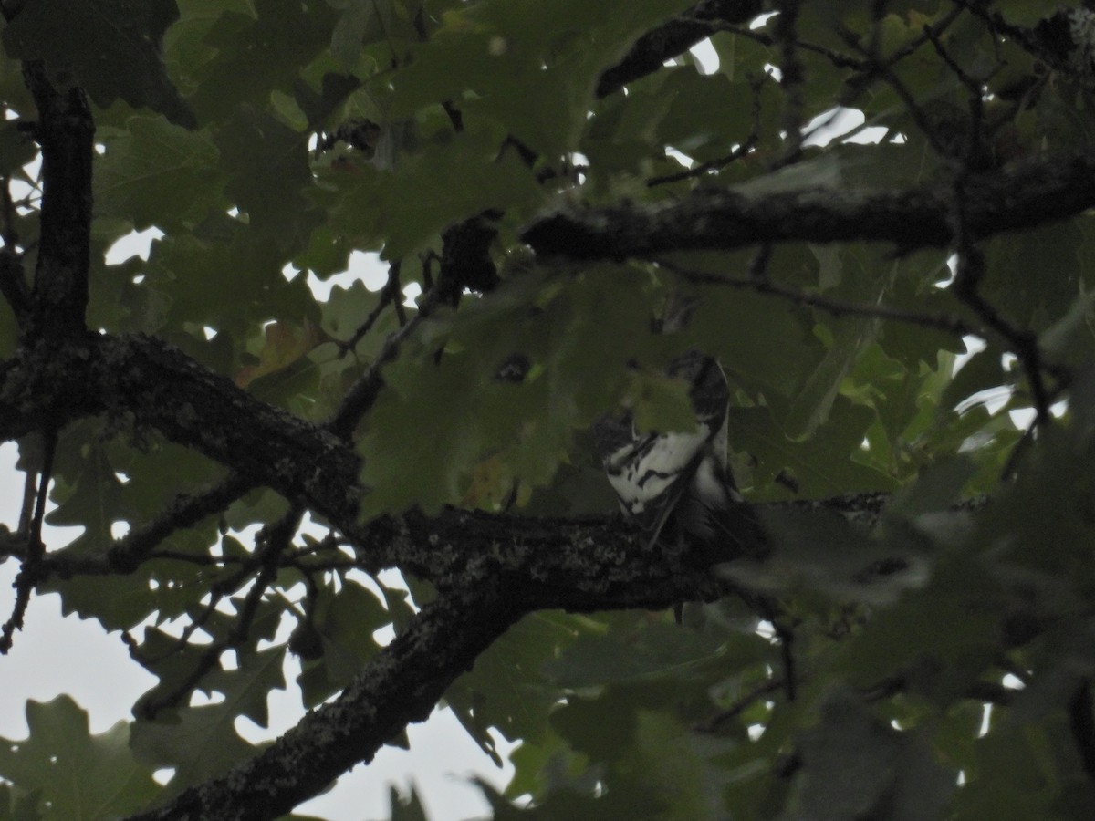 Красноголовый дятел - ML642223056