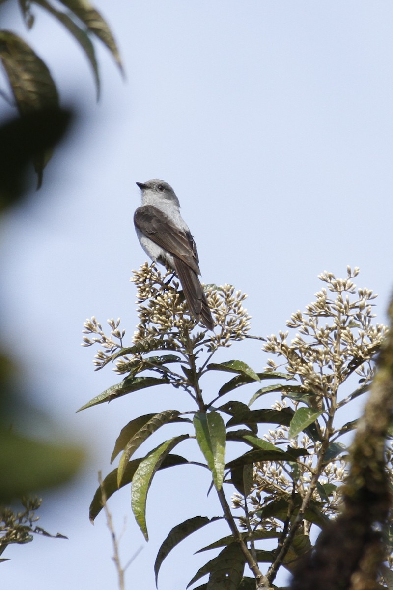 Shear-tailed Gray Tyrant - ML642223061