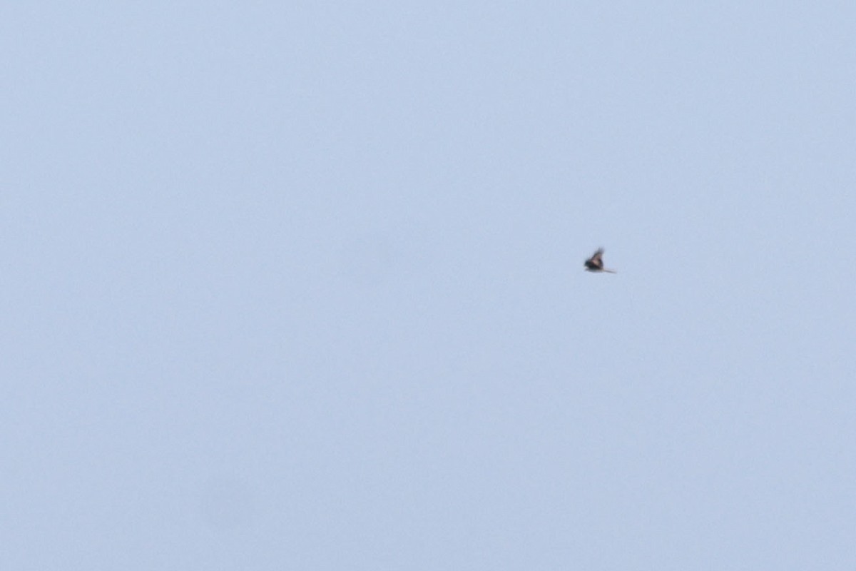 Red Kite (Red) - ML642223063