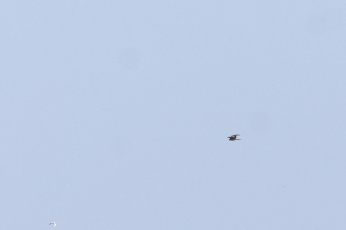Red Kite (Red) - ML642223064