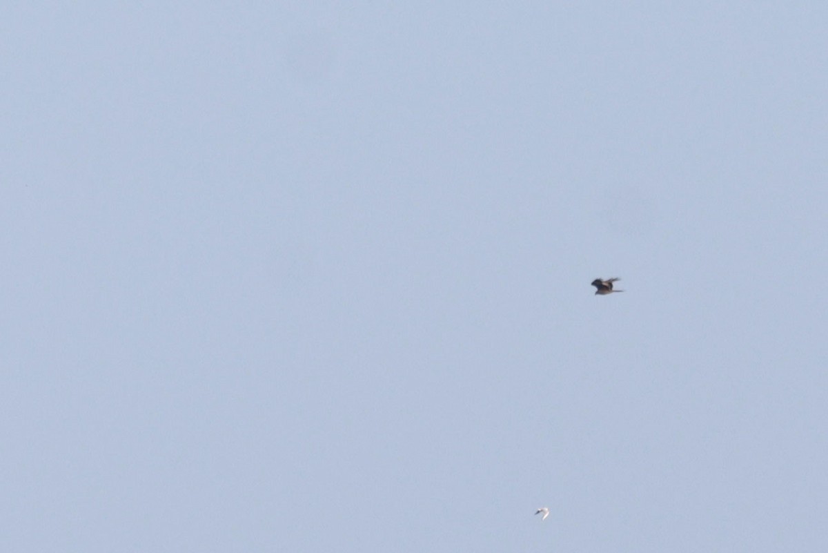Red Kite (Red) - ML642223065