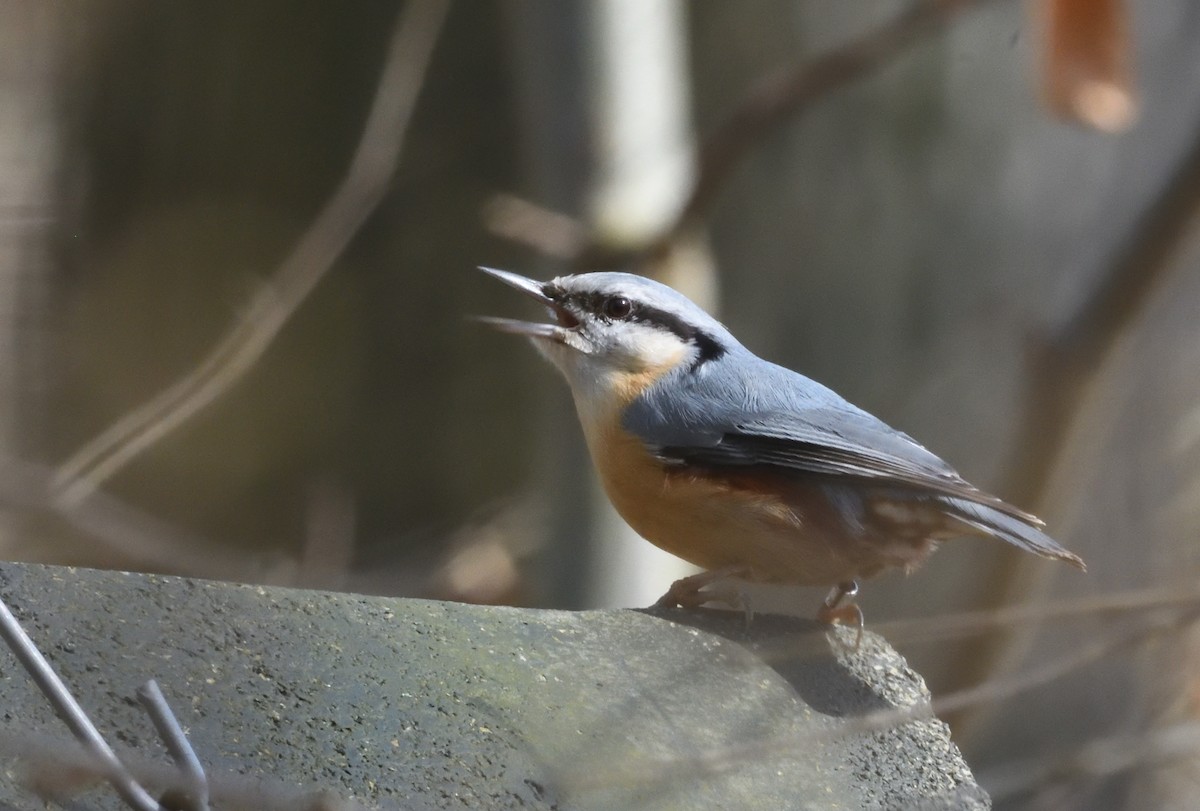 Eurasian Nuthatch - ML642223077
