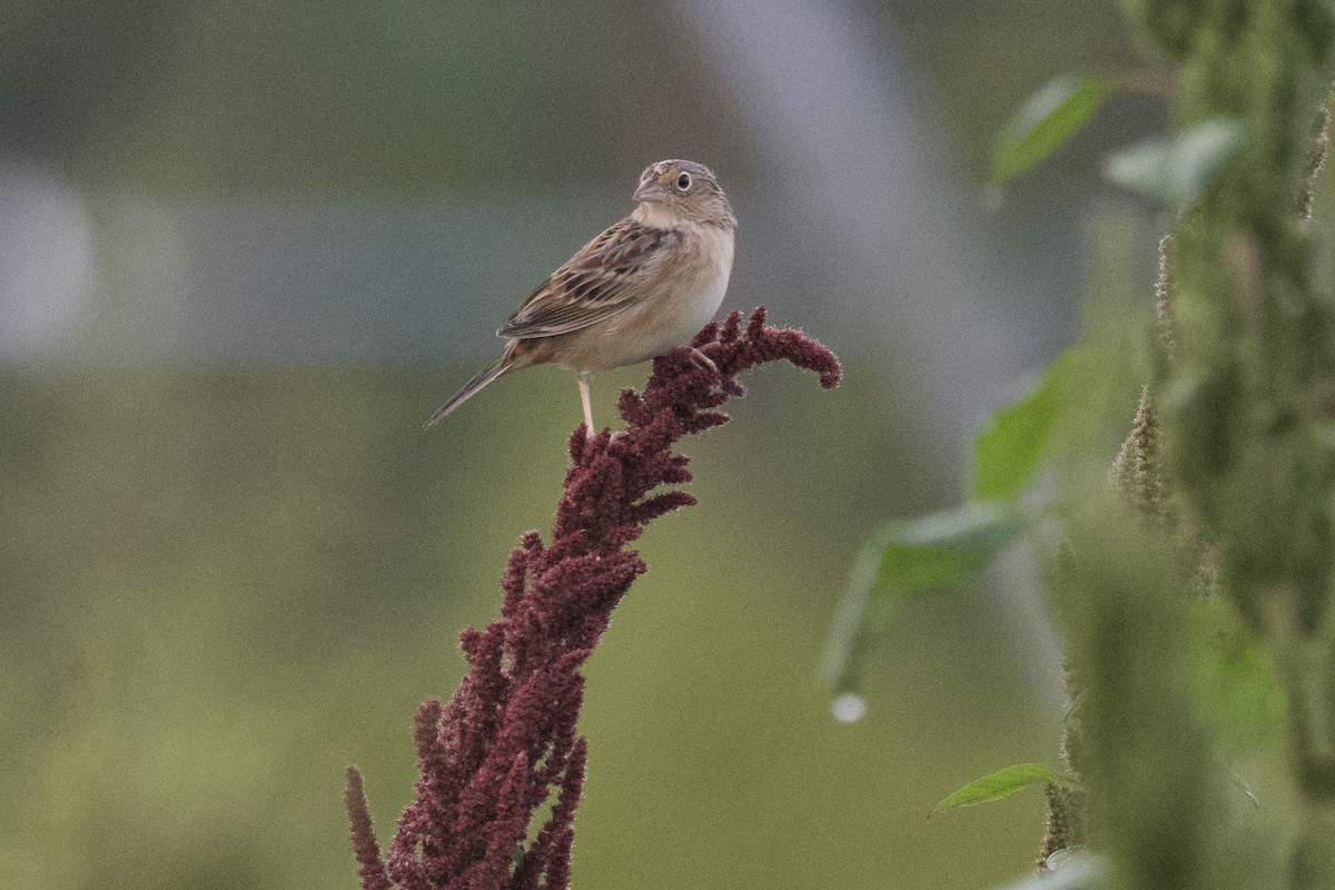 Chingolo Saltamontes - ML642223094