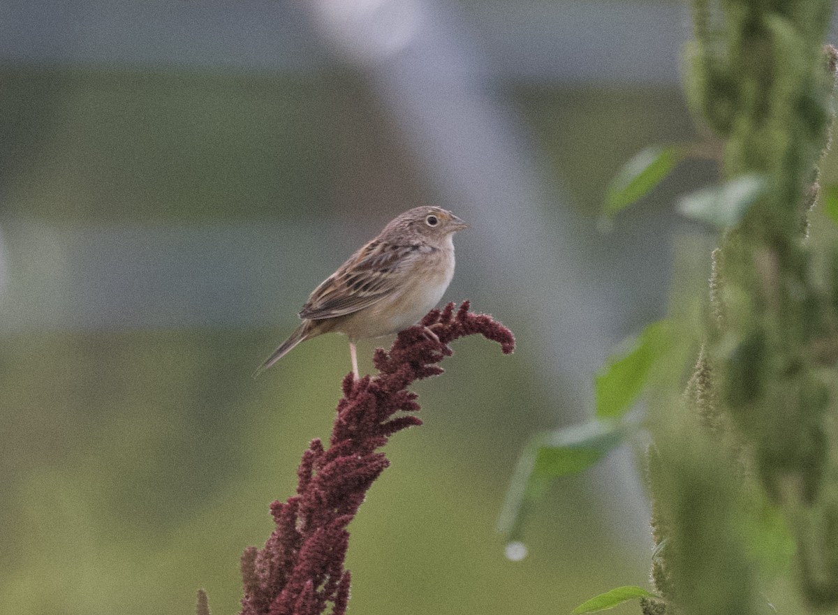 Chingolo Saltamontes - ML642223095