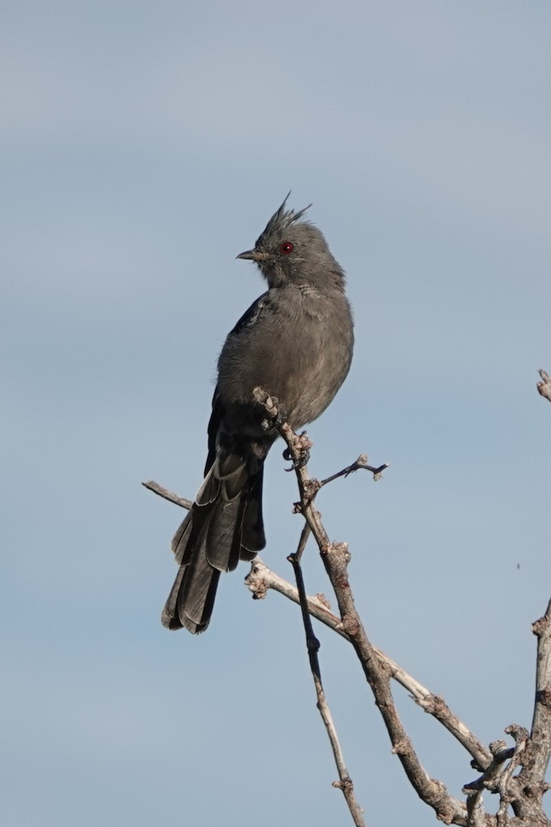 Phainopepla - ML642223126