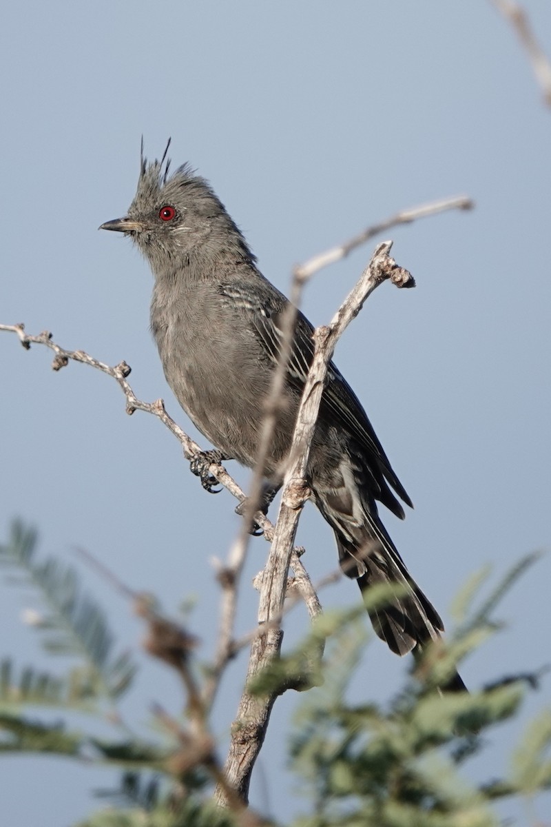 Phainopepla - ML642223127