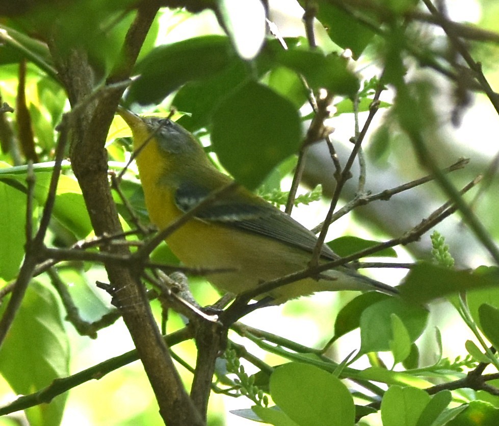 Northern Parula - ML642223129