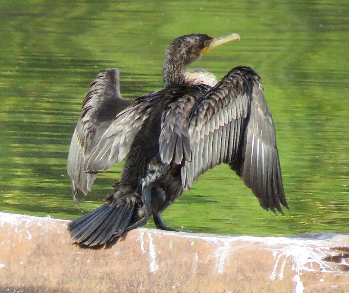 Double-crested Cormorant - ML642223161