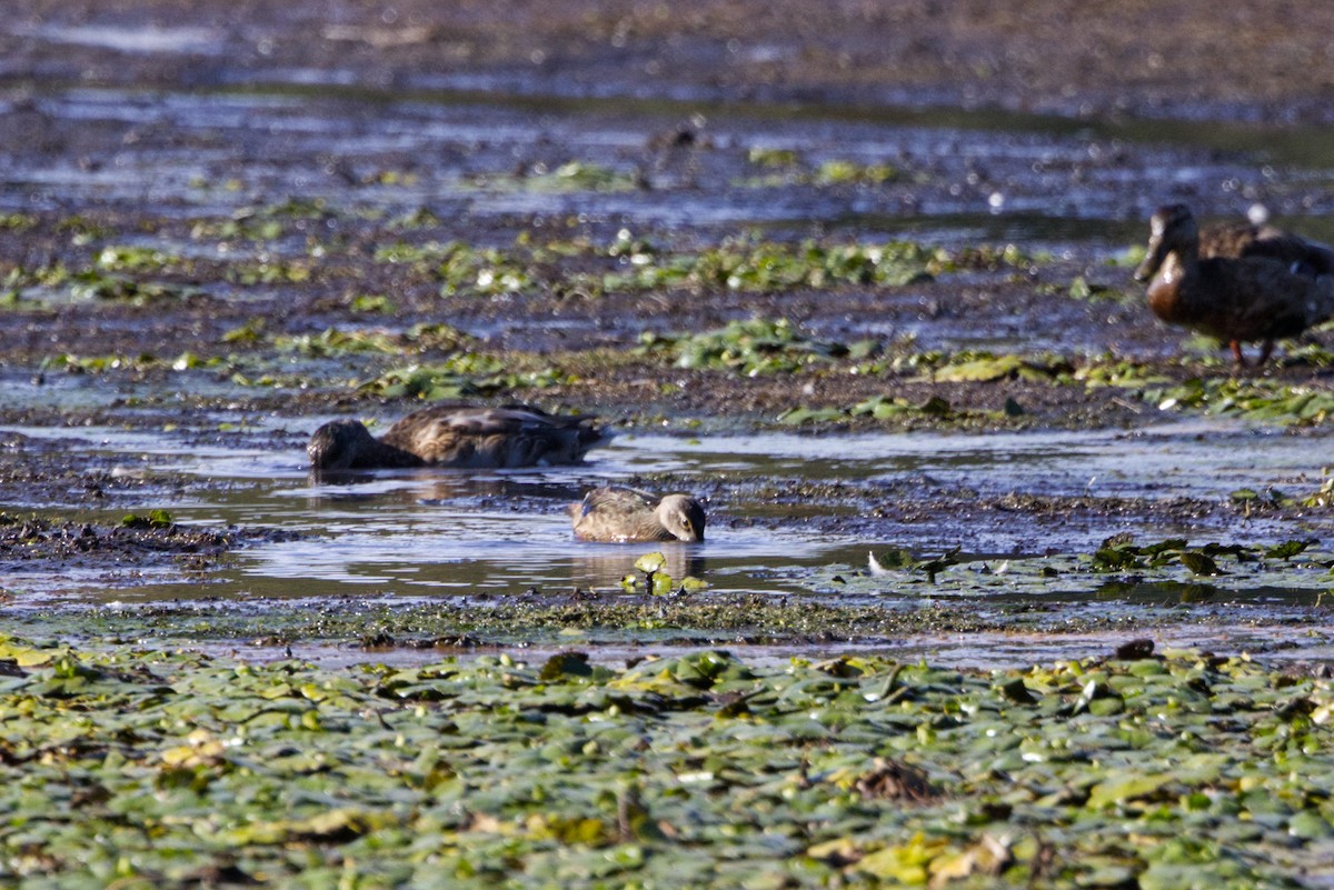 Wood Duck - ML642223168