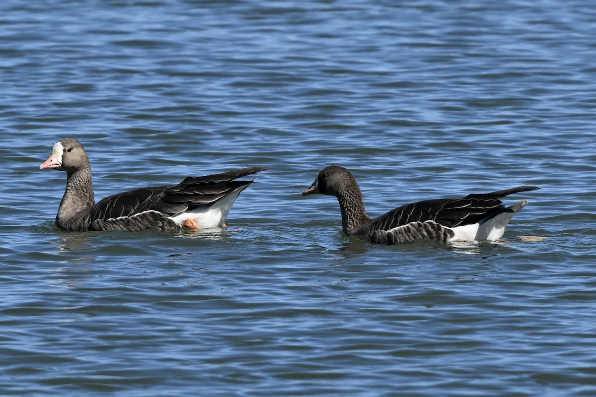 Greater White-fronted Goose - ML642223170