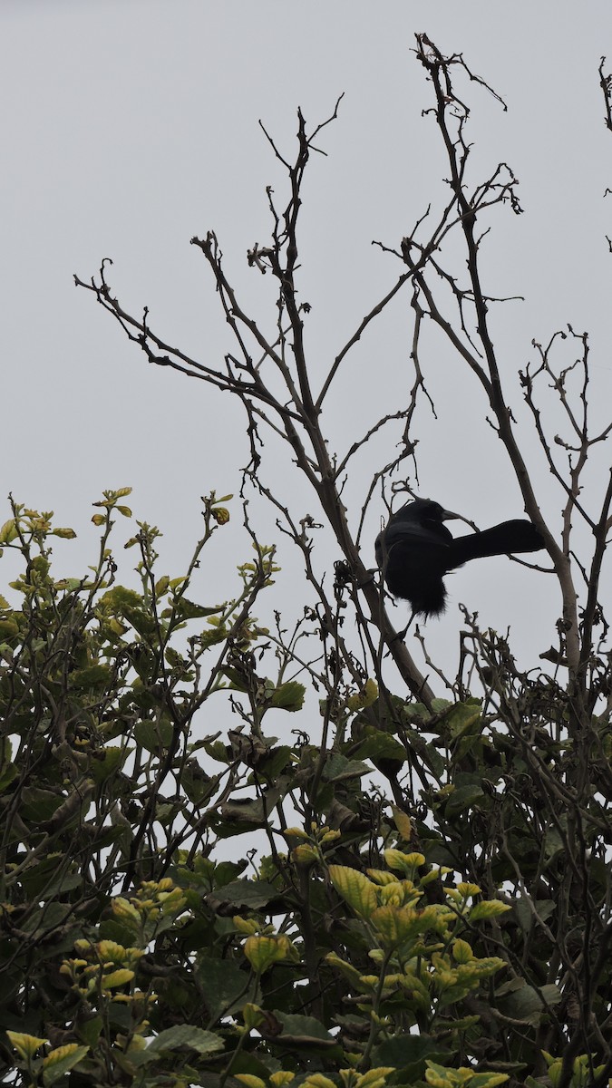 Scrub Blackbird - ML642223172