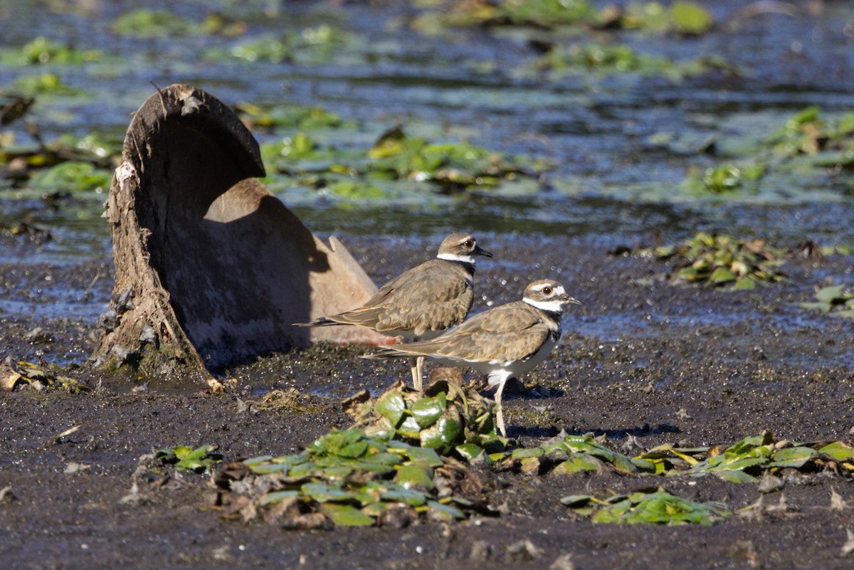 Killdeer - ML642223178