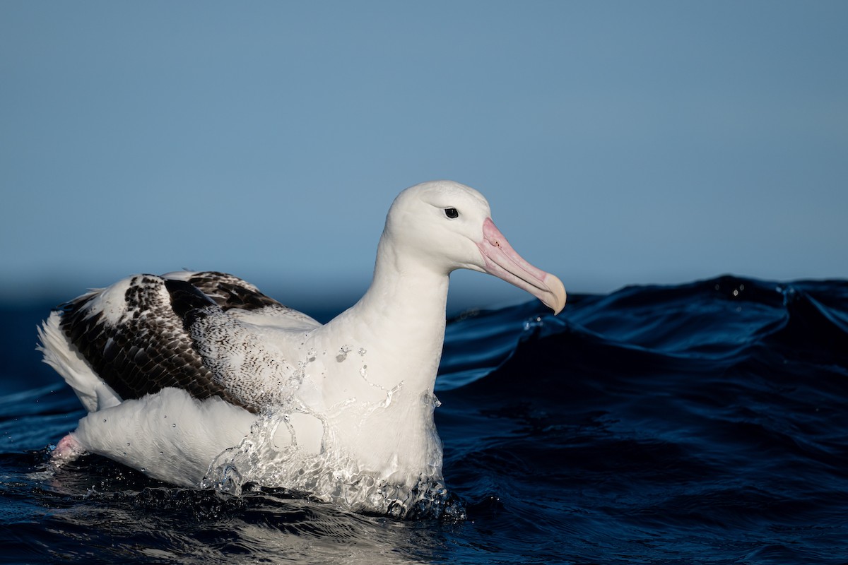 kongealbatross - ML642223180
