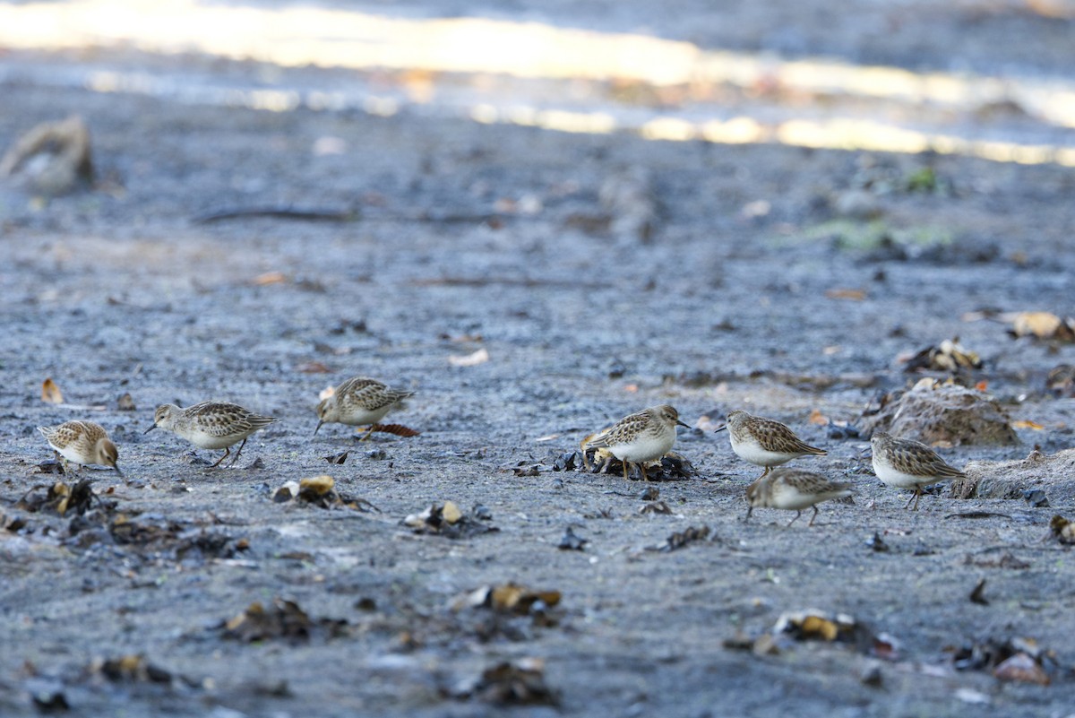 Least Sandpiper - ML642223188