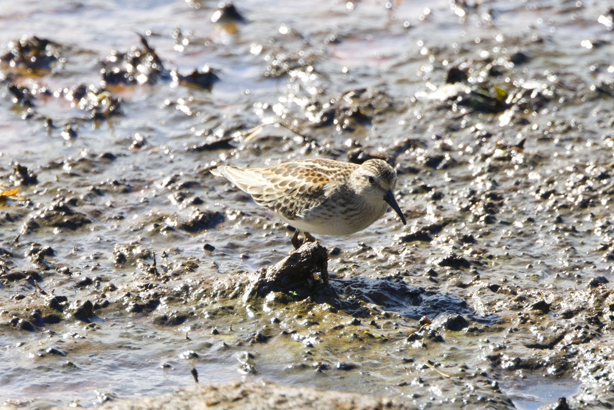 Least Sandpiper - ML642223189