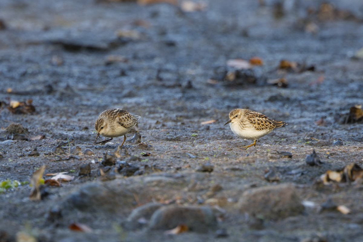 Least Sandpiper - ML642223190