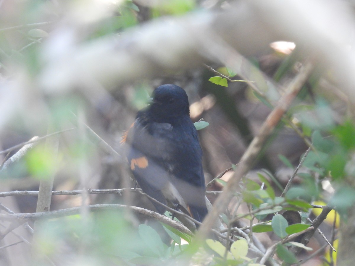 rødstjertparula - ML642223194