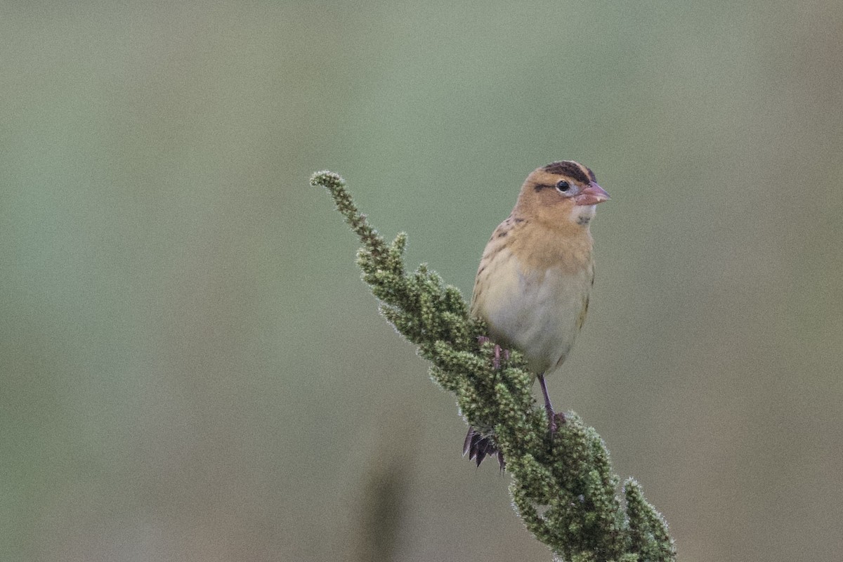 Tordo Charlatán - ML642223199