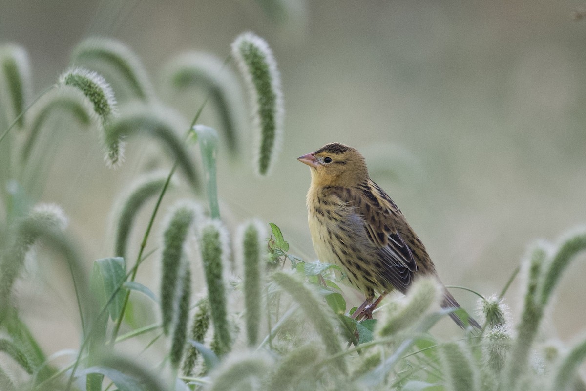 Tordo Charlatán - ML642223200