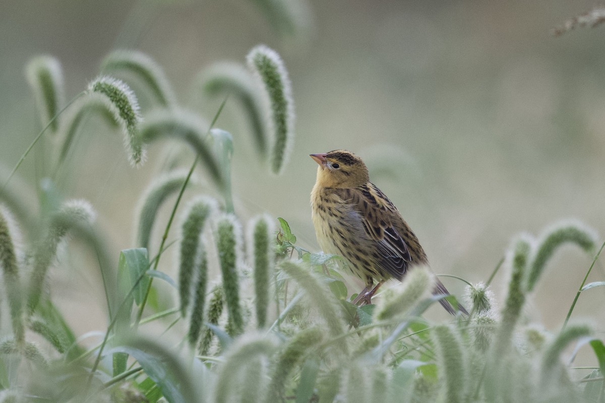 Tordo Charlatán - ML642223201
