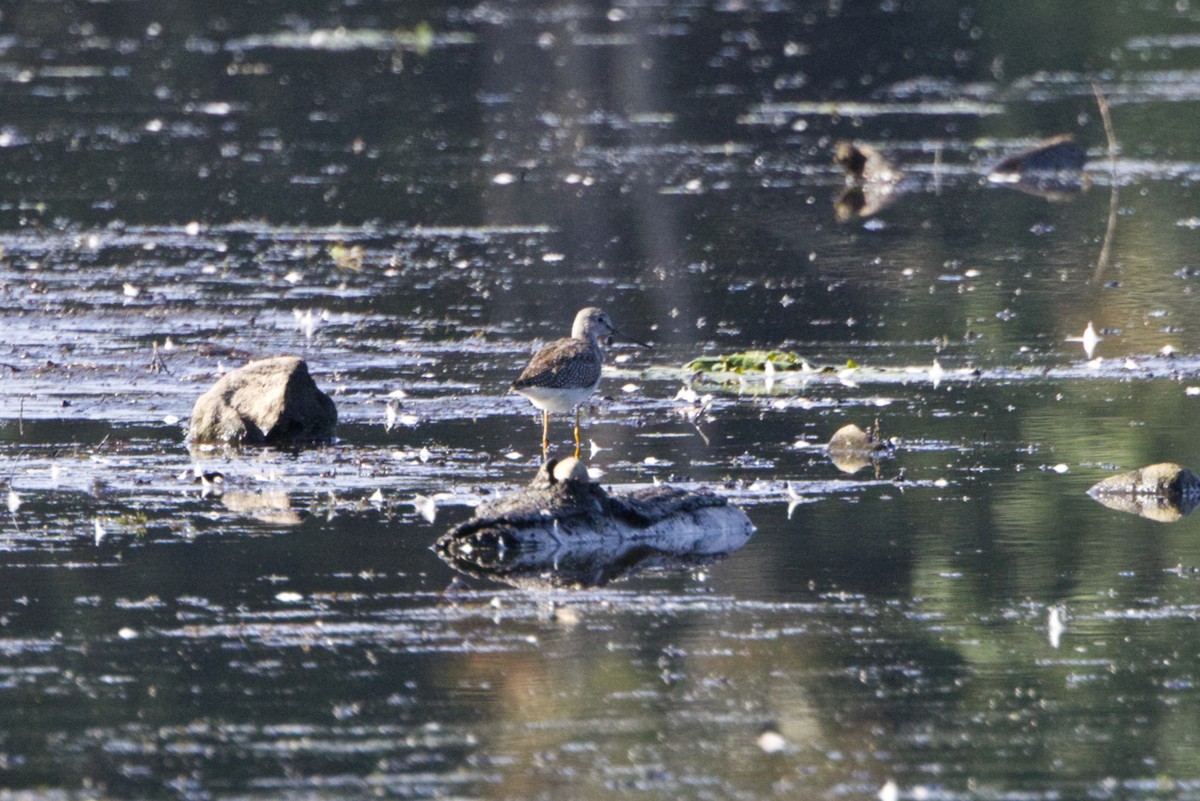 Greater Yellowlegs - ML642223204