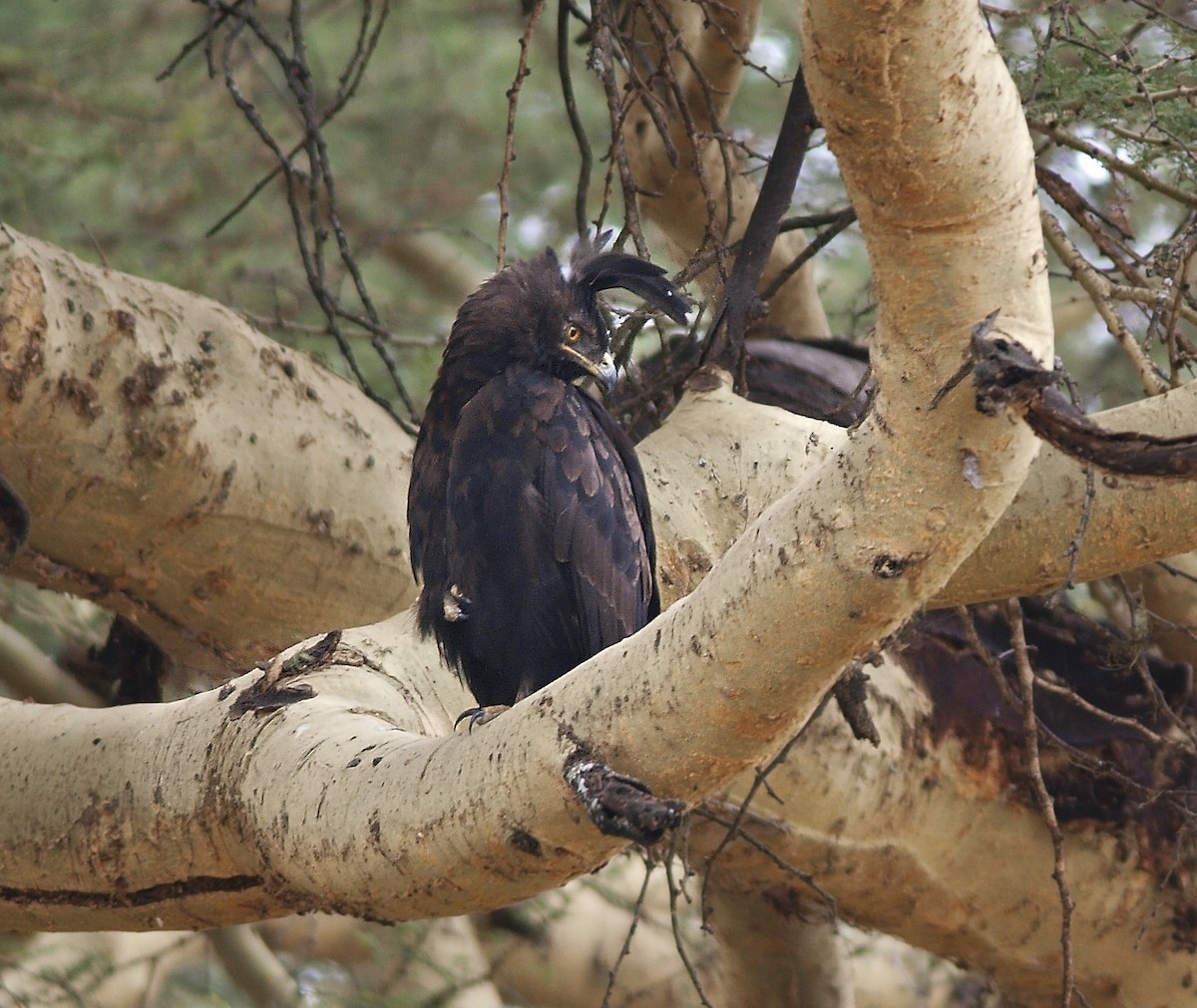 Long-crested Eagle - ML642223205