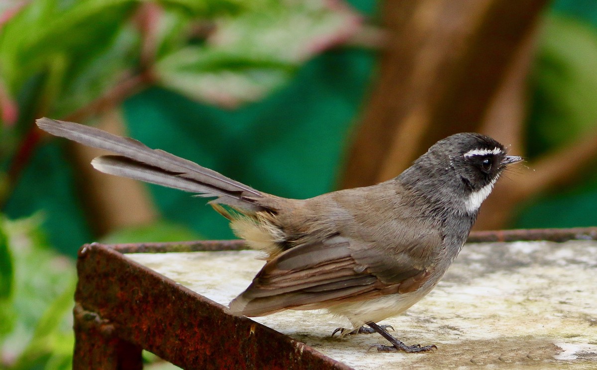 Spot-breasted Fantail - ML642223217