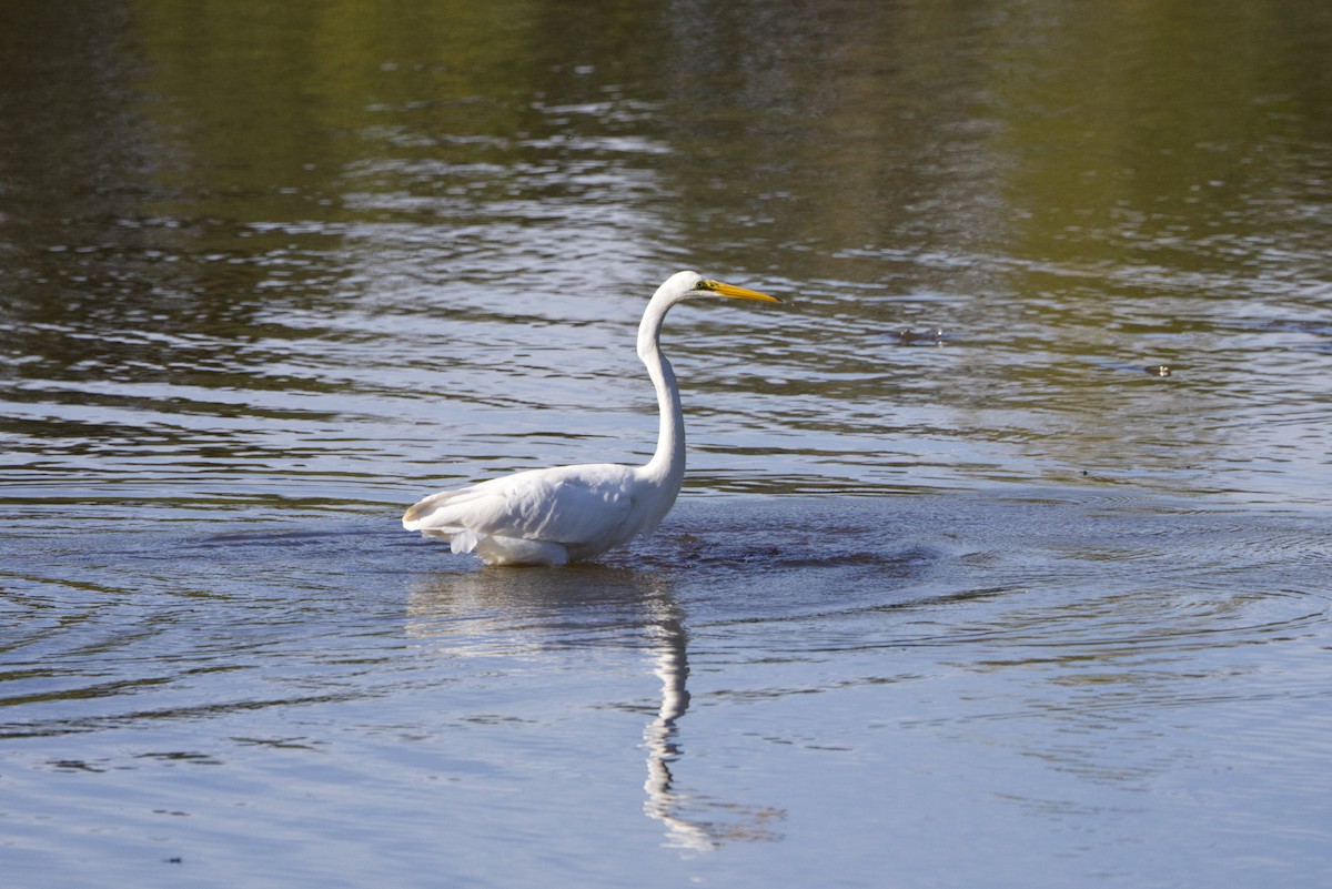Great Egret - ML642223221