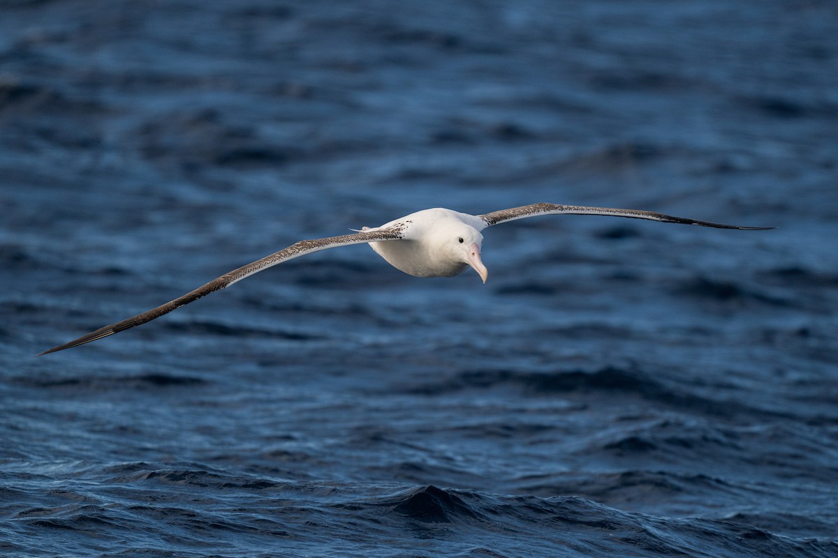 kongealbatross - ML642223222