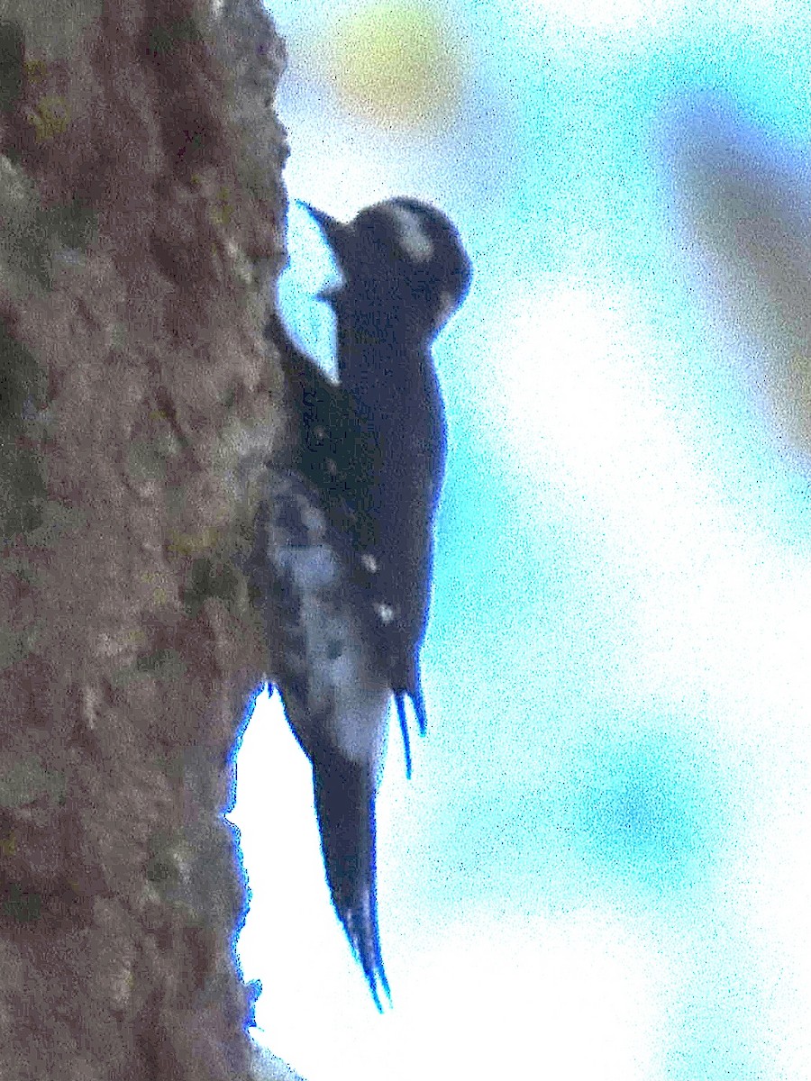 Williamson's Sapsucker - ML642223237
