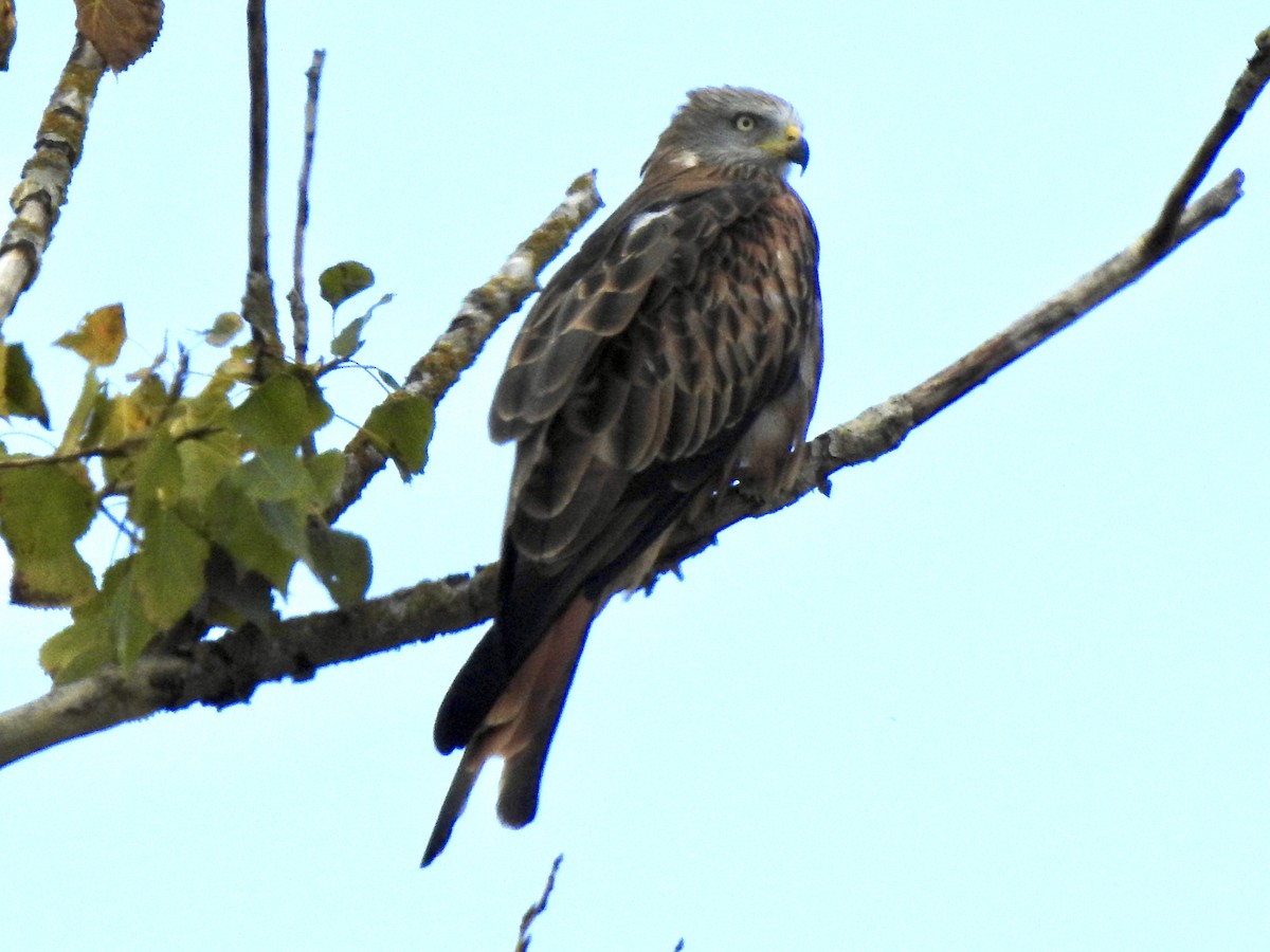 Red Kite - ML642223282