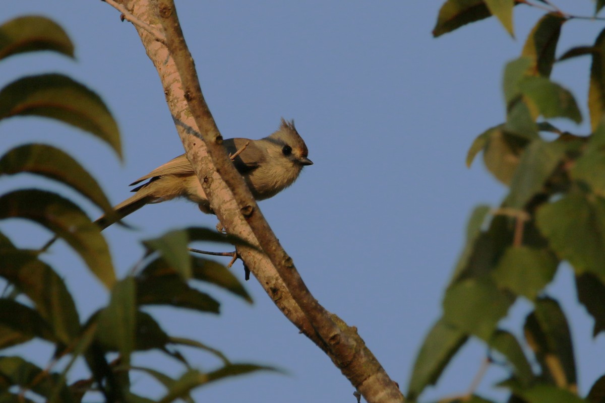 Tufted x Black-crested Titmouse (hybrid) - ML642223290