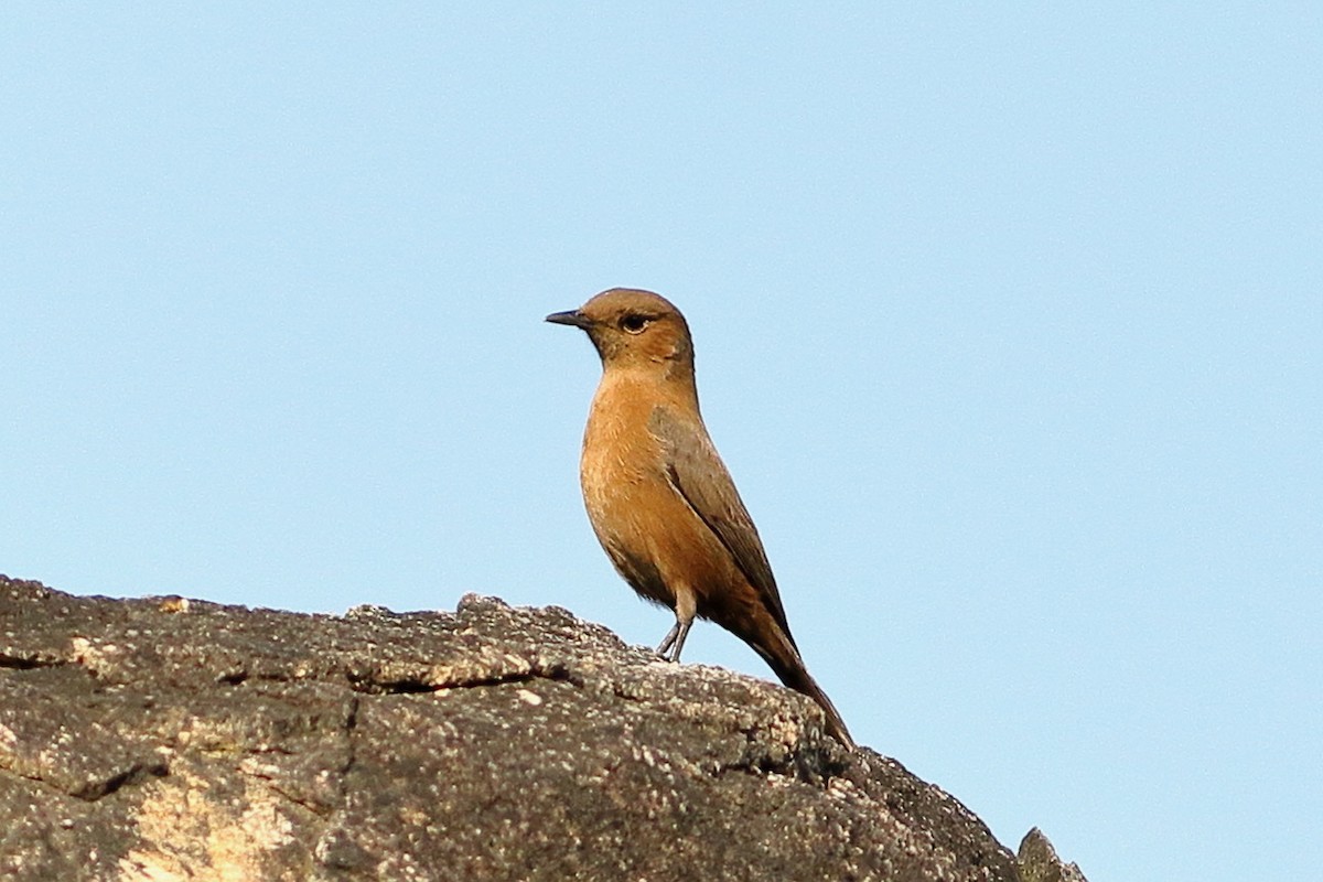 Brown Rock Chat - ML642223298