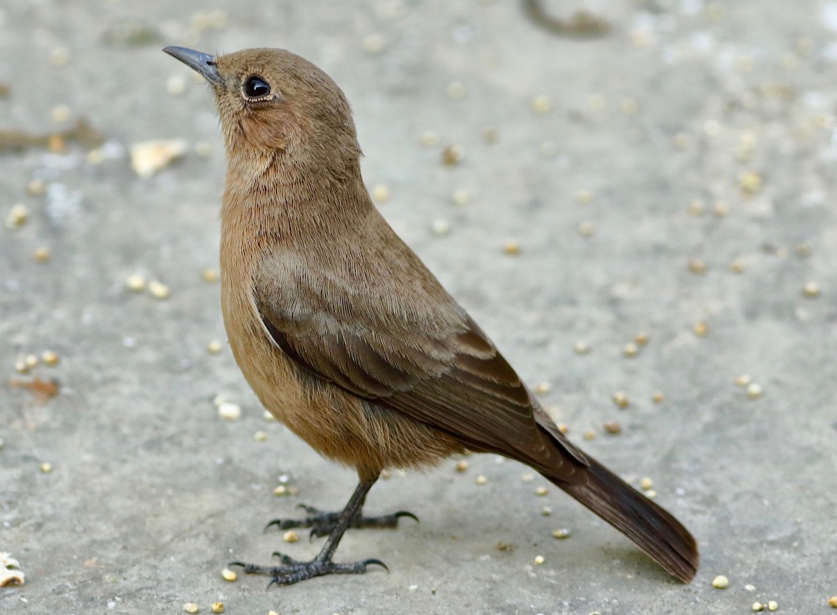 Brown Rock Chat - ML642223299