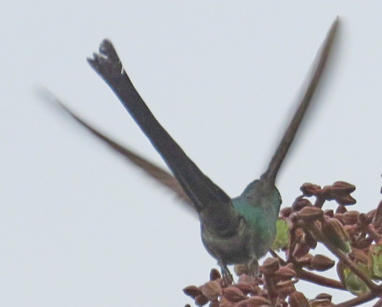 Long-tailed Sylph - ML642223331