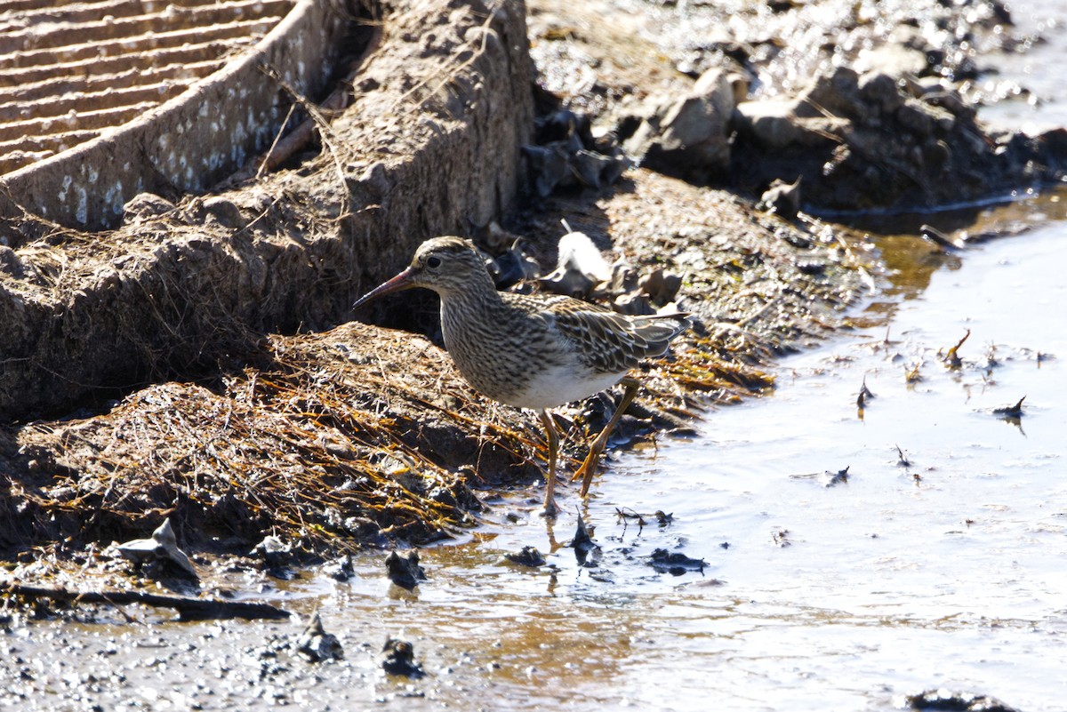 Pectoral Sandpiper - ML642223334