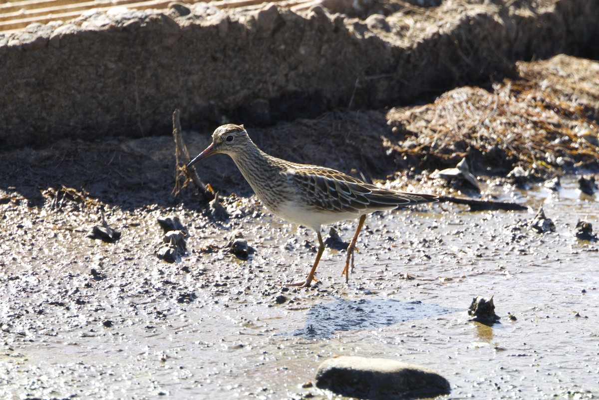 Pectoral Sandpiper - ML642223335
