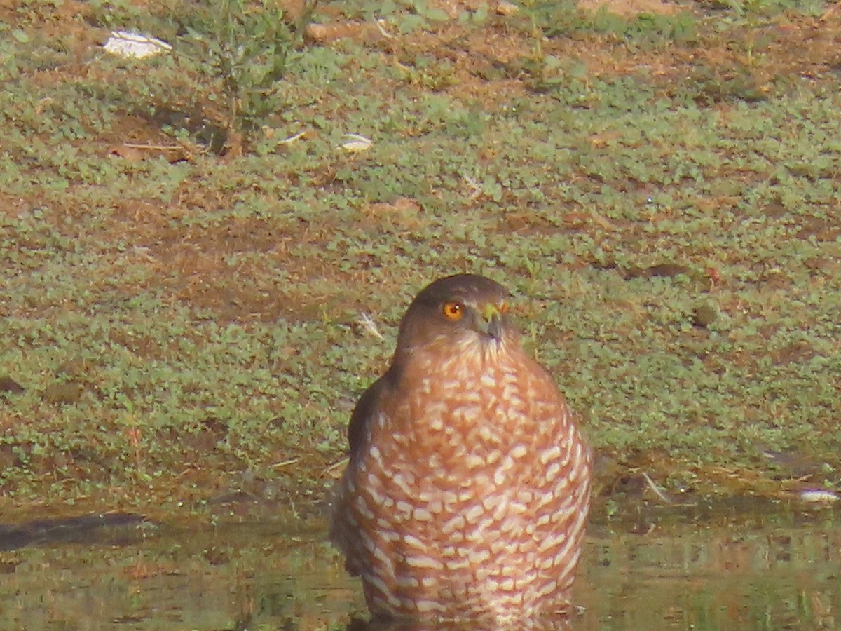 Cooper's Hawk - ML642223344