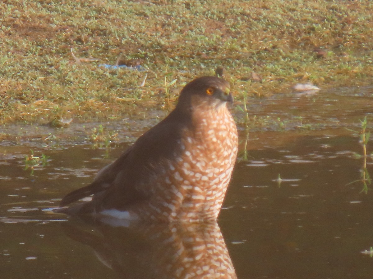 Cooper's Hawk - ML642223345